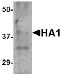 Western blot - Hemagglutinin Monoclonal Antibody from Signalway Antibody (26019) - Antibodies.com