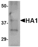 Western blot - Hemagglutinin Monoclonal Antibody from Signalway Antibody (26019) - Antibodies.com