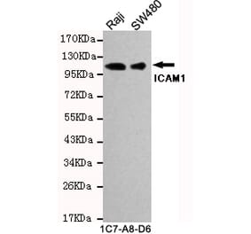 Western blot - ICAM1 (C-term) Monoclonal Antibody from Signalway Antibody (27130) - Antibodies.com