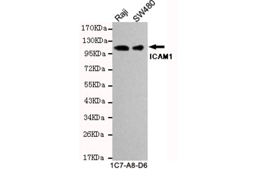 Western blot - ICAM1 (C-term) Monoclonal Antibody from Signalway Antibody (27130) - Antibodies.com