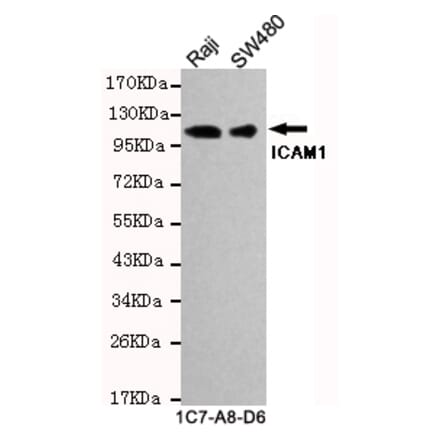 Western blot - ICAM1 (C-term) Monoclonal Antibody from Signalway Antibody (27130) - Antibodies.com