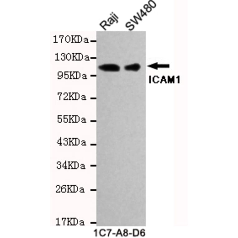 Western blot - ICAM1 (C-term) Monoclonal Antibody from Signalway Antibody (27130) - Antibodies.com