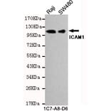 Western blot - ICAM1 (C-term) Monoclonal Antibody from Signalway Antibody (27130) - Antibodies.com