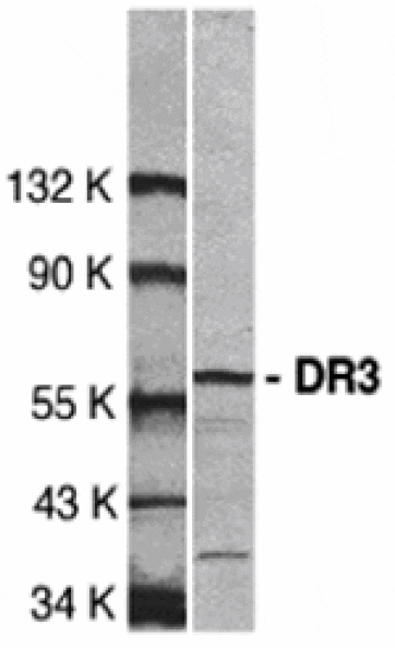 Western blot - DR3 Antibody from Signalway Antibody (24012) - Antibodies.com