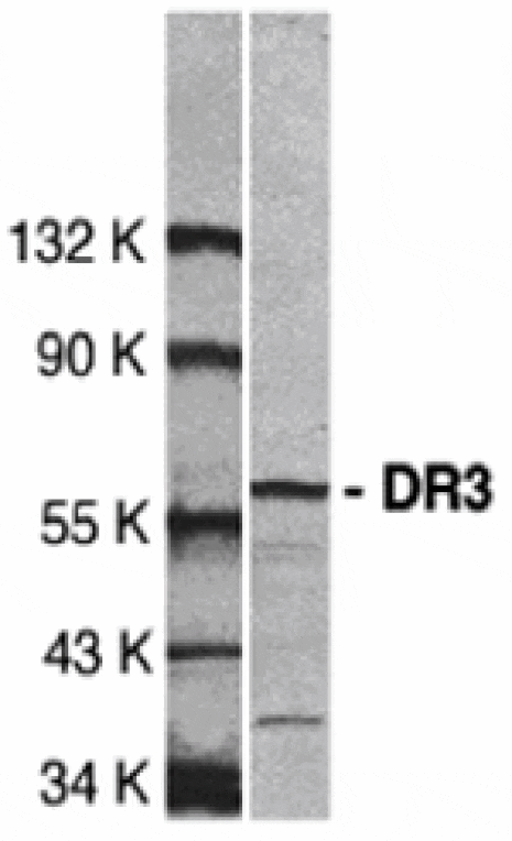 Western blot - DR3 Antibody from Signalway Antibody (24012) - Antibodies.com