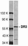 Western blot - DR3 Antibody from Signalway Antibody (24012) - Antibodies.com