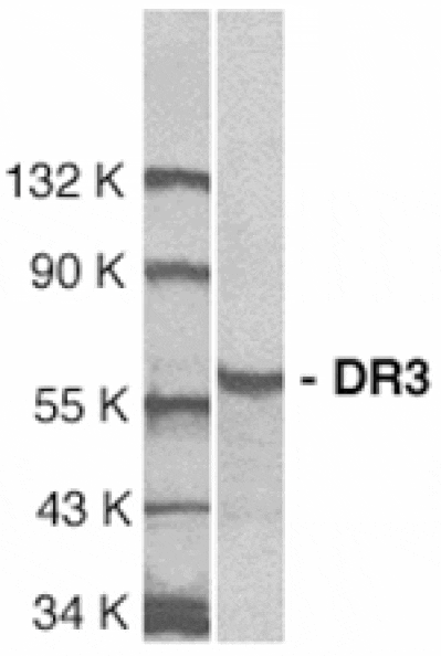Western blot - DR3 Antibody from Signalway Antibody (24032) - Antibodies.com