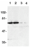 Western blot - DR6 Antibody from Signalway Antibody (24077) - Antibodies.com