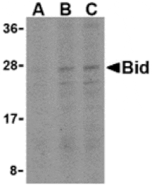 Western blot - Bid Antibody from Signalway Antibody (24252) - Antibodies.com