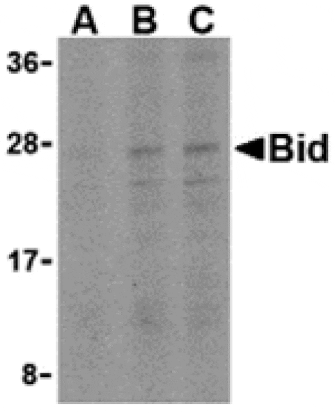 Western blot - Bid Antibody from Signalway Antibody (24252) - Antibodies.com