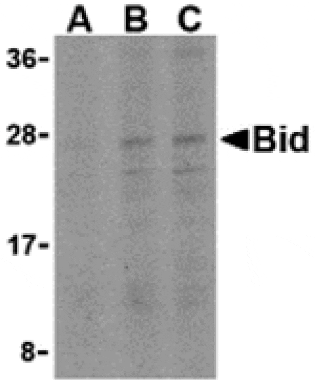 Western blot - Bid Antibody from Signalway Antibody (24252) - Antibodies.com