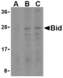 Western blot - Bid Antibody from Signalway Antibody (24252) - Antibodies.com