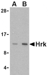 Western blot - Hrk Antibody from Signalway Antibody (24401) - Antibodies.com