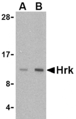 Western blot - Hrk Antibody from Signalway Antibody (24401) - Antibodies.com