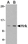 Western blot - Hrk Antibody from Signalway Antibody (24401) - Antibodies.com