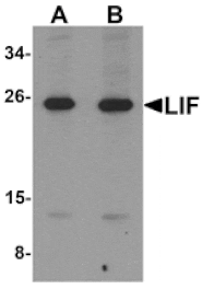 Western blot - LIF Antibody from Signalway Antibody (25283) - Antibodies.com