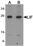 Western blot - LIF Antibody from Signalway Antibody (25283) - Antibodies.com