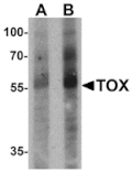 Western blot - TOX Antibody from Signalway Antibody (25524) - Antibodies.com