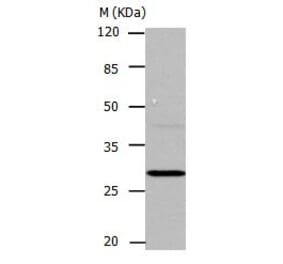 CA1 Antibody from Signalway Antibody (31043) - Antibodies.com