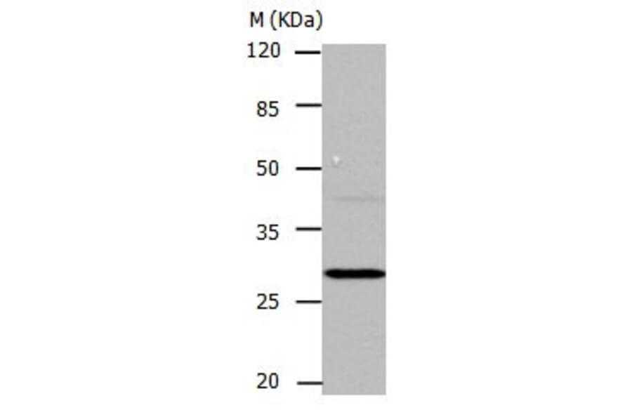 CA1 Antibody from Signalway Antibody (31043) - Antibodies.com