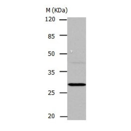 CA1 Antibody from Signalway Antibody (31043) - Antibodies.com