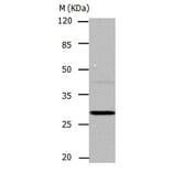 CA1 Antibody from Signalway Antibody (31043) - Antibodies.com