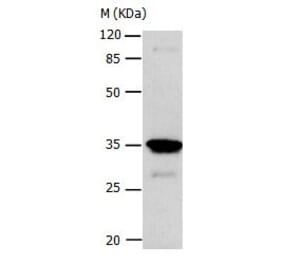 CA4 Antibody from Signalway Antibody (31046) - Antibodies.com