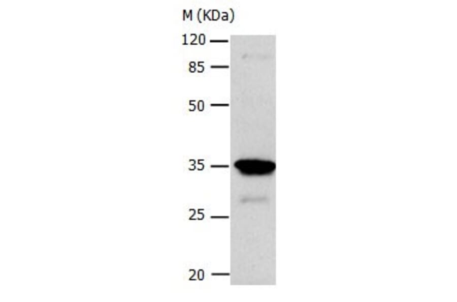 CA4 Antibody from Signalway Antibody (31046) - Antibodies.com
