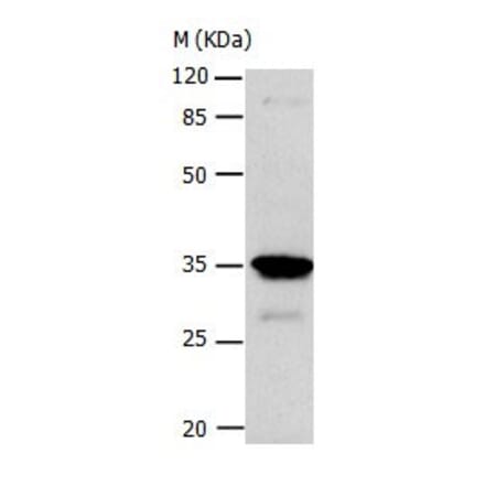 CA4 Antibody from Signalway Antibody (31046) - Antibodies.com