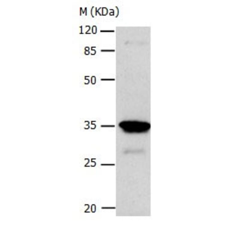 CA4 Antibody from Signalway Antibody (31046) - Antibodies.com