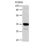 CA4 Antibody from Signalway Antibody (31046) - Antibodies.com