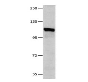 IDE Antibody from Signalway Antibody (31087) - Antibodies.com