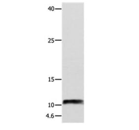 NPY Antibody from Signalway Antibody (31105) - Antibodies.com