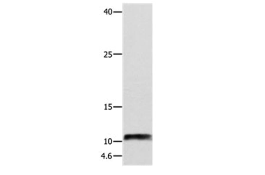 NPY Antibody from Signalway Antibody (31105) - Antibodies.com