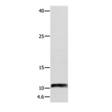 NPY Antibody from Signalway Antibody (31105) - Antibodies.com
