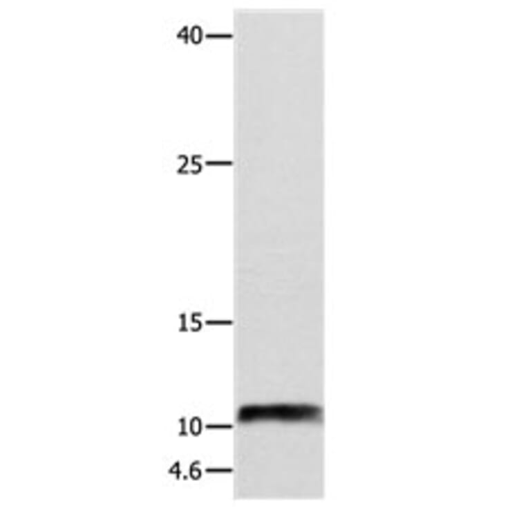 NPY Antibody from Signalway Antibody (31105) - Antibodies.com