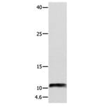 NPY Antibody from Signalway Antibody (31105) - Antibodies.com