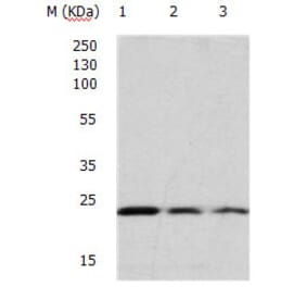 HRAS Antibody from Signalway Antibody (31153) - Antibodies.com