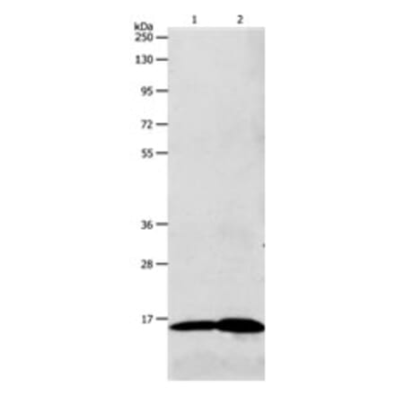 LHB Antibody from Signalway Antibody (31228) - Antibodies.com