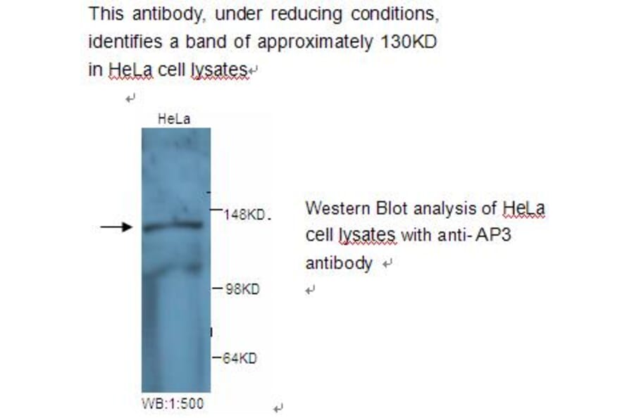 AP3 Antibody from Signalway Antibody (39236) - Antibodies.com