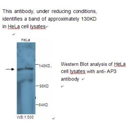 AP3 Antibody from Signalway Antibody (39236) - Antibodies.com