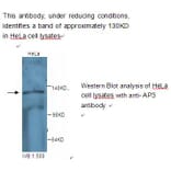 AP3 Antibody from Signalway Antibody (39236) - Antibodies.com