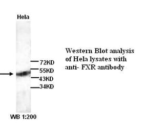 FXR Antibody from Signalway Antibody (39259) - Antibodies.com