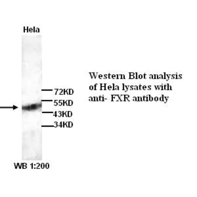 FXR Antibody from Signalway Antibody (39259) - Antibodies.com