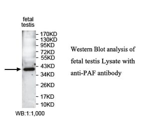 PAF Antibody from Signalway Antibody (39745) - Antibodies.com