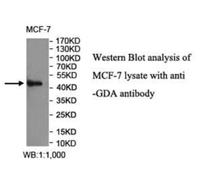 GDA Antibody from Signalway Antibody (40027) - Antibodies.com