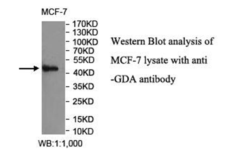 GDA Antibody from Signalway Antibody (40027) - Antibodies.com
