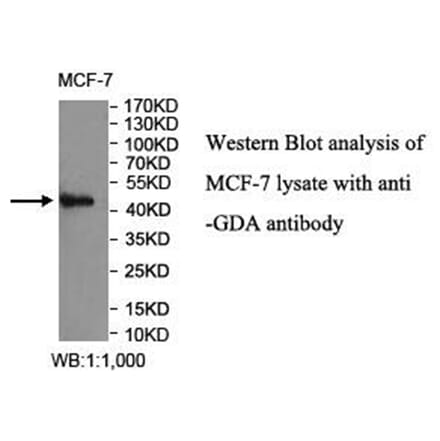 GDA Antibody from Signalway Antibody (40027) - Antibodies.com