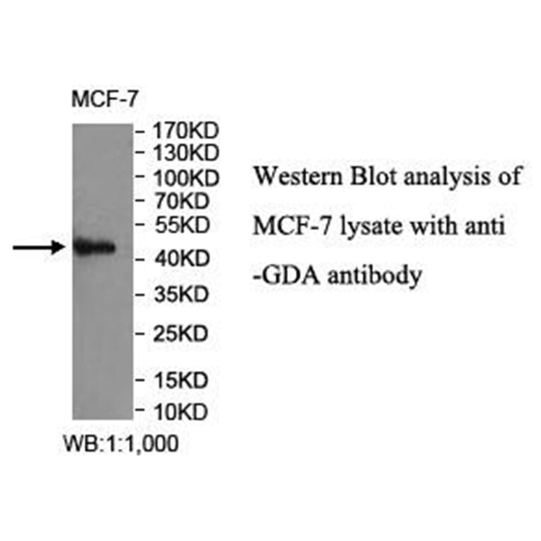 GDA Antibody from Signalway Antibody (40027) - Antibodies.com