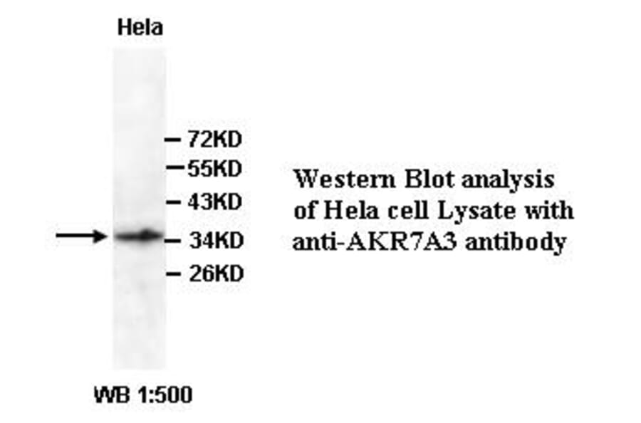 AKR7A3 Antibody from Signalway Antibody (39352) - Antibodies.com